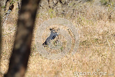 Cheetah close up from South Africa Stock Photo